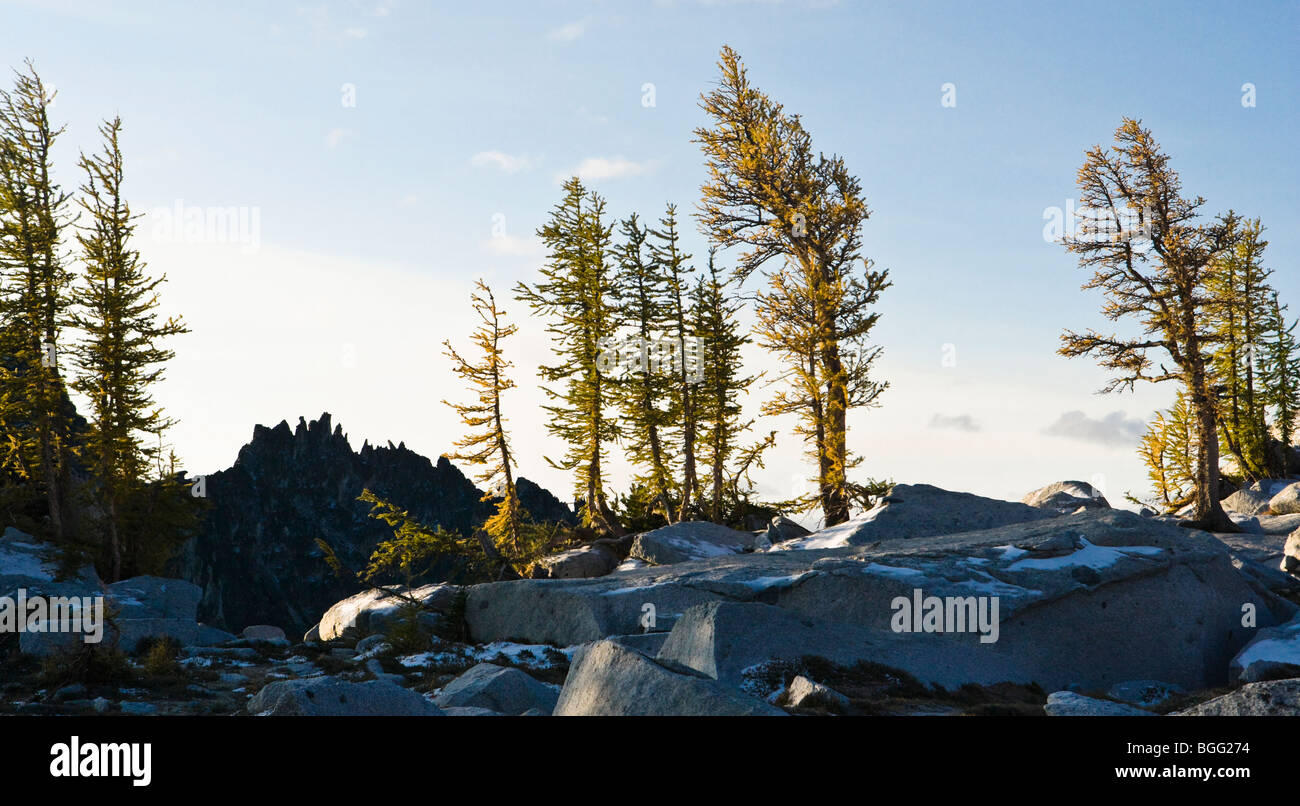 Larch trees in the Enchantment Lakes Wilderness Area, Washington ...