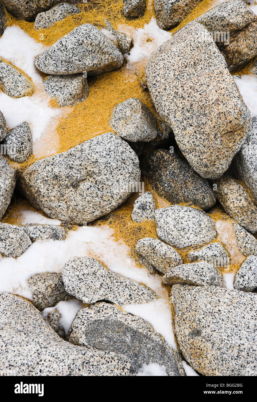Snow, Larch tree needles, and rocks, Enchantment Lakes Wilderness Area ...