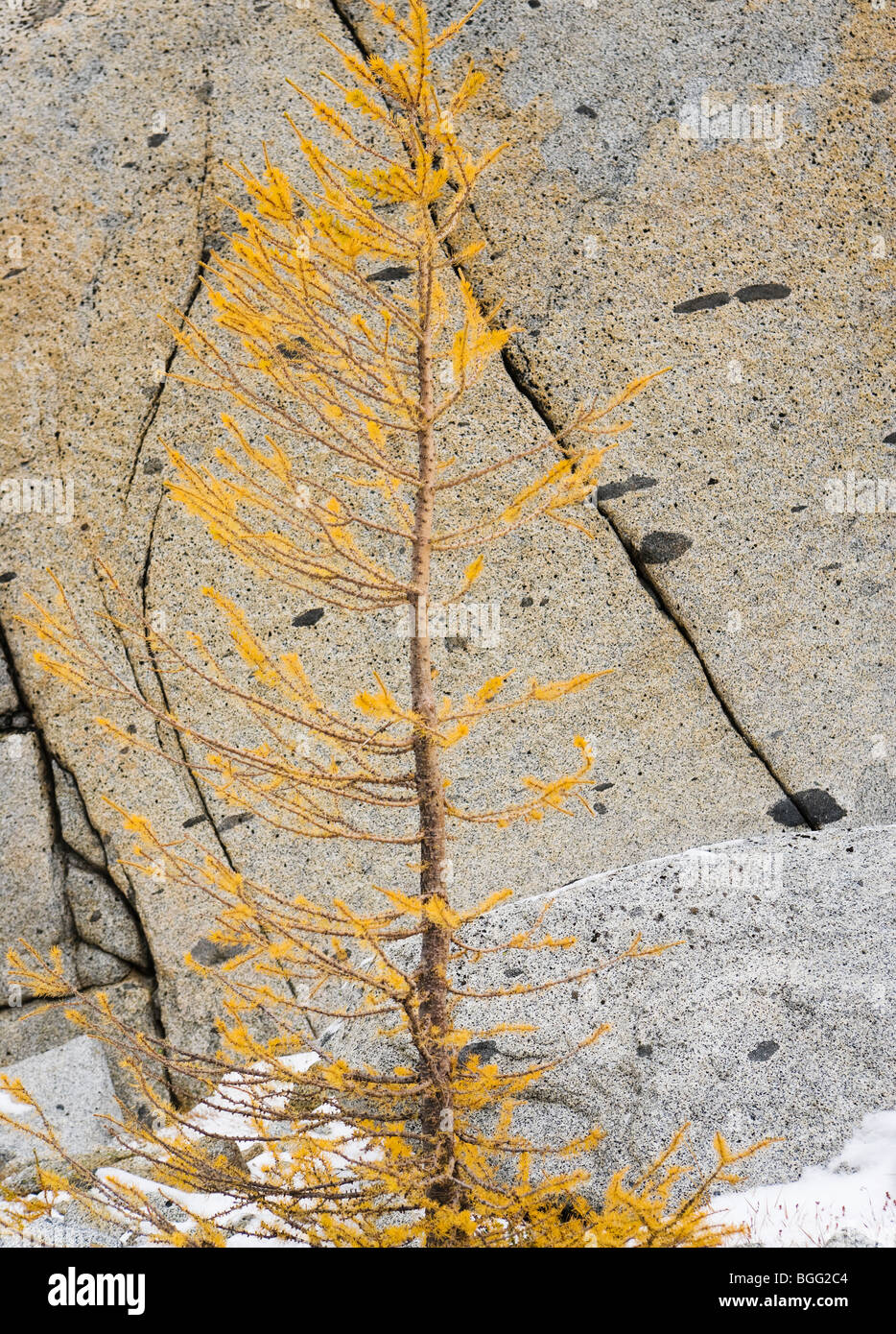 A Larch tree in Autumn against a rock wall, Enchantment Lakes ...