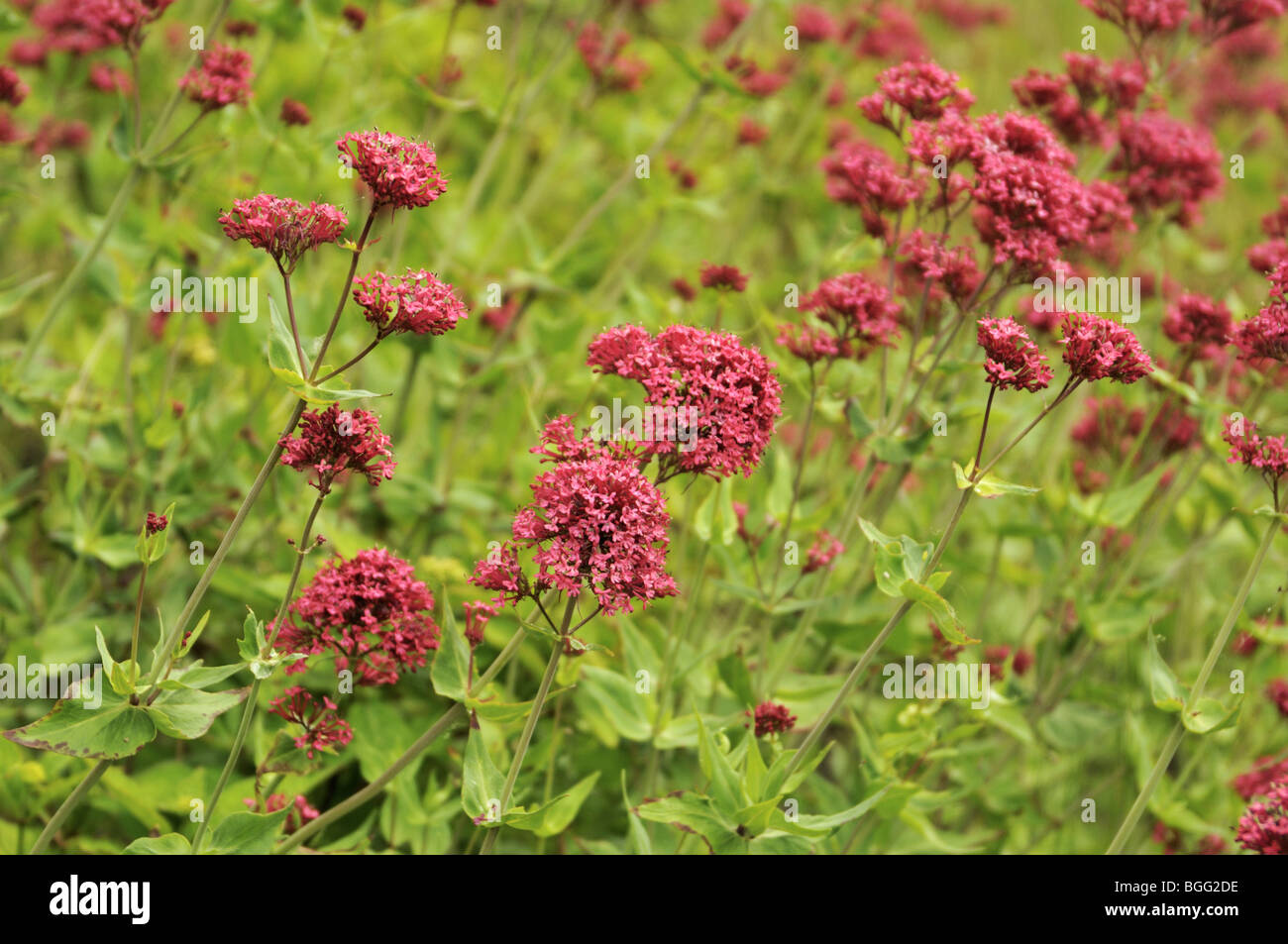 Centranthus ruber - Red Valerian Stock Photo