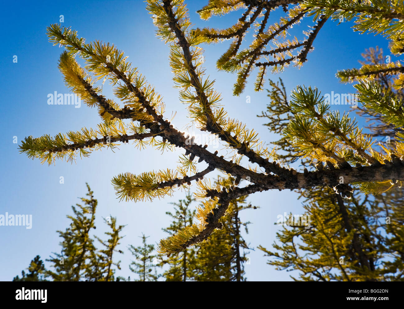 Larch trees in Autumn colors, Enchantment Lakes Wilderness Area ...