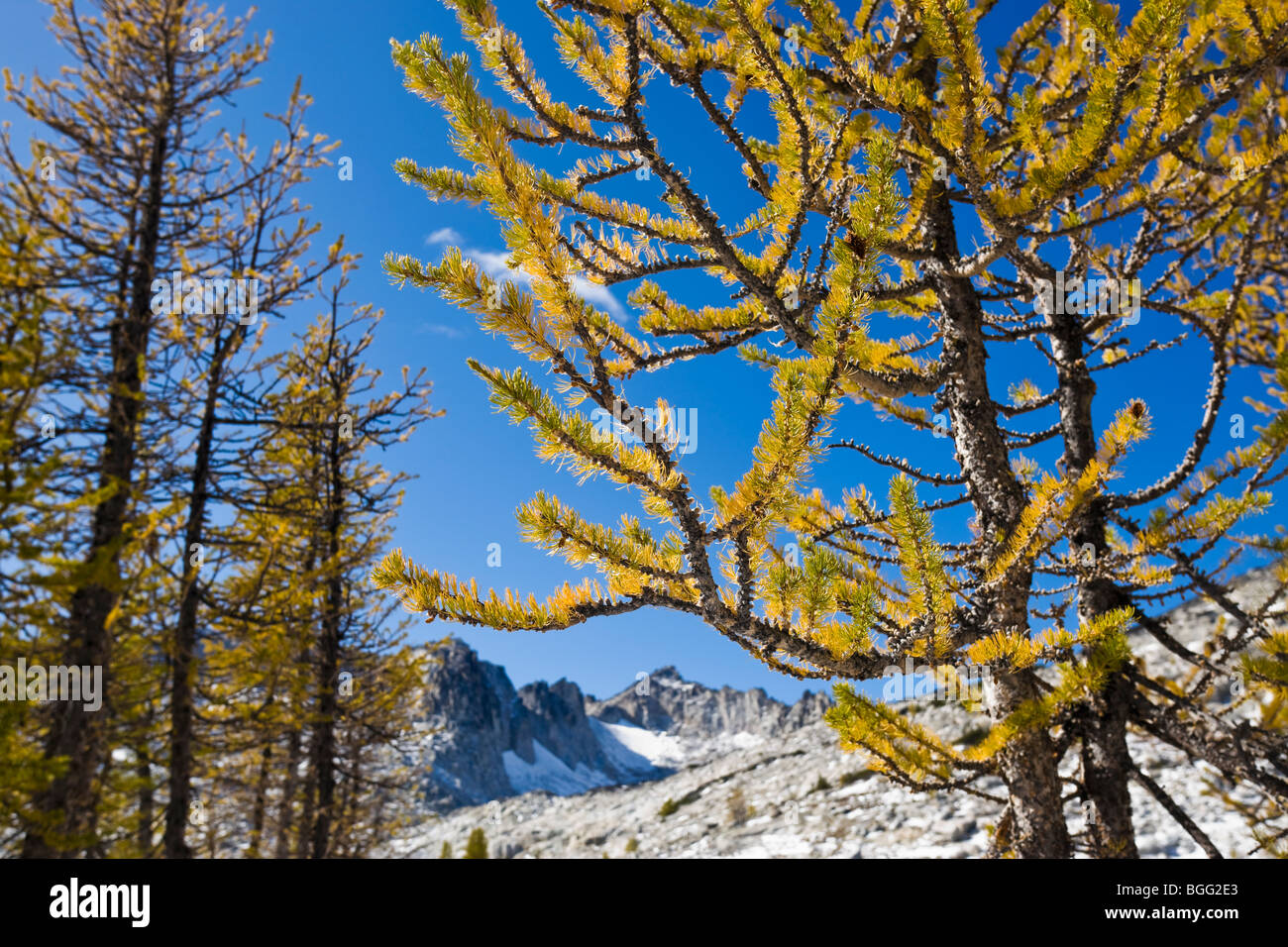 Larch Trees Enchantment Lakes Stock Photos & Larch Trees Enchantment ...