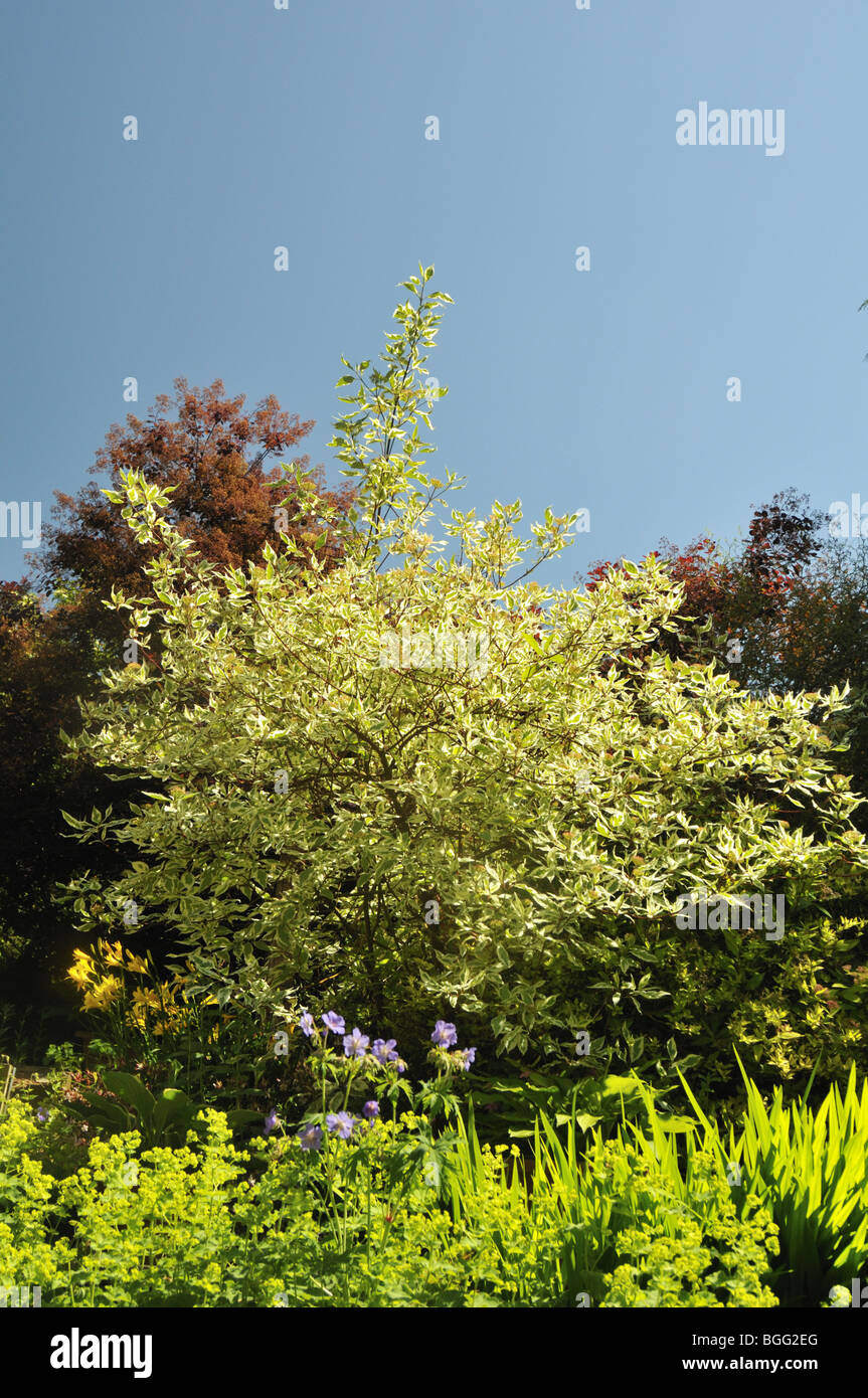Cornus sanguinea - common dogwood - in a suburban English garden. Stock Photo