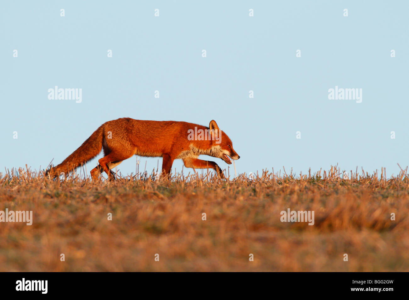 Red Fox Vulpes vulpes Stalking morning light Stock Photo