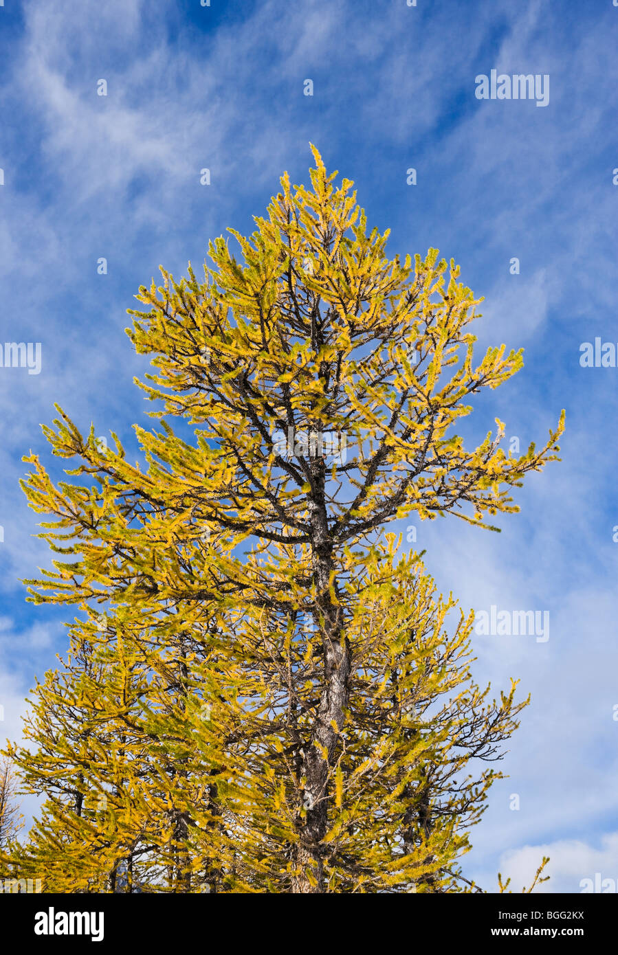 Larch tree and blue sky, Enchantment Lakes Wilderness Area, Washington ...