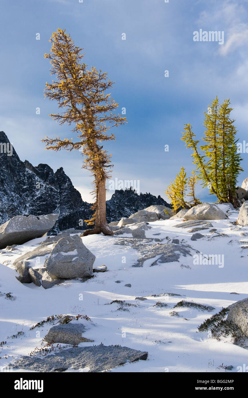 Larch trees in Autumn, Enchantment Lakes Wilderness Area, Washington ...