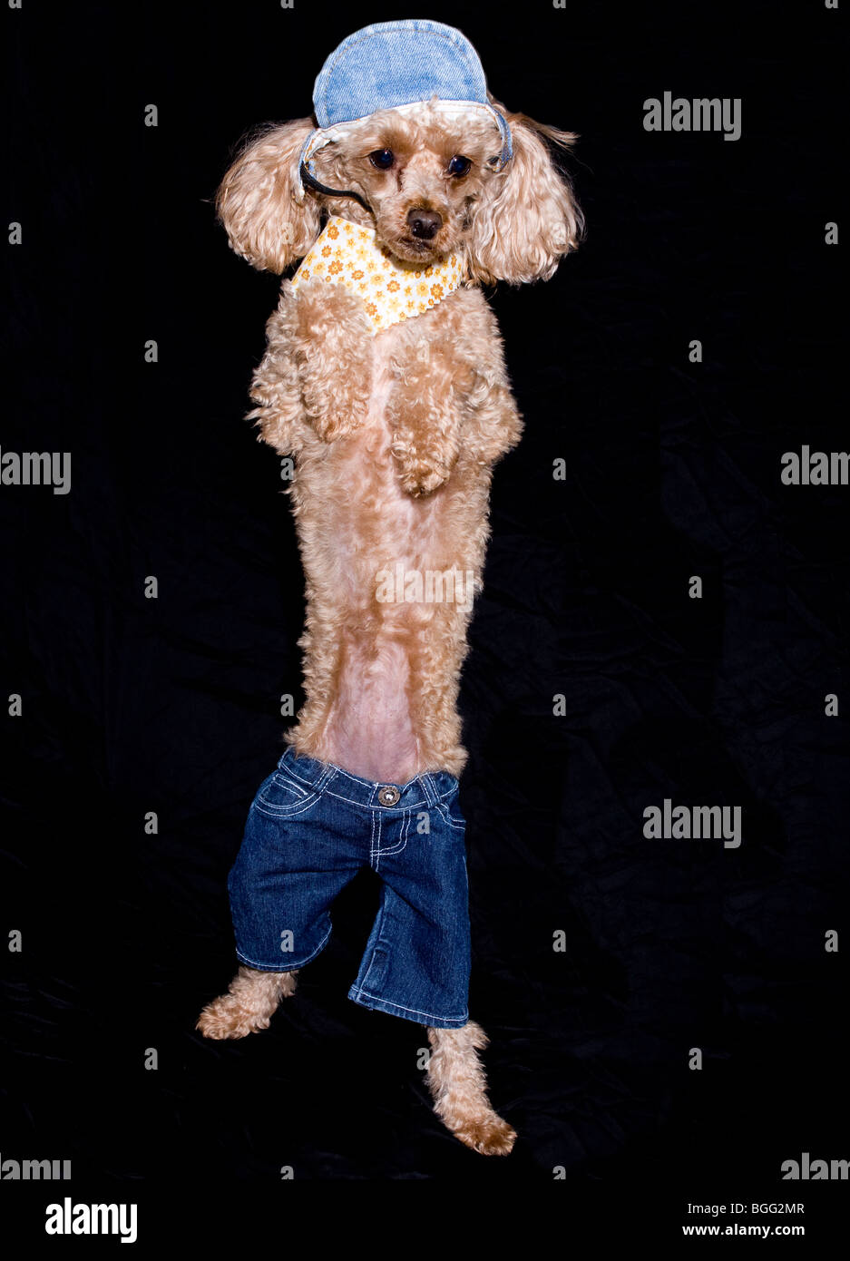 SMALL DOG - Hip Hop White Doggy Jeans main image 1