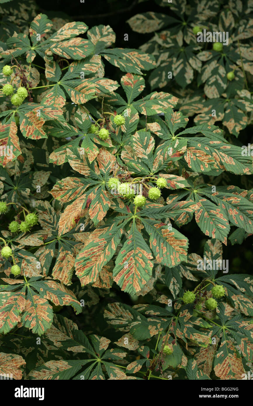 Horse Chestnut Aesculus hippocastanum tree leaves showing symptoms of bleeding canker disease Stock Photo
