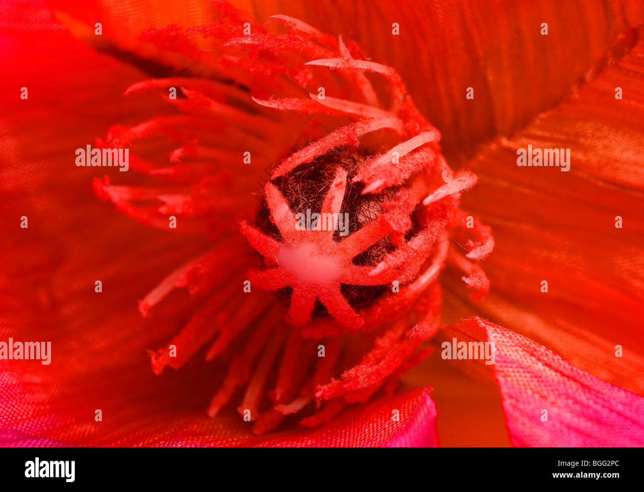 Inside A Flower Red Stock Photo Alamy