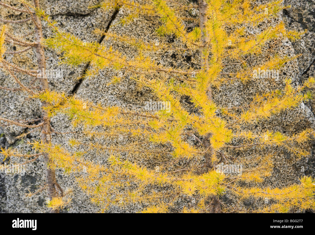 A closeup view of a Larch tree and rocks, Enchantment Lakes Wilderness ...