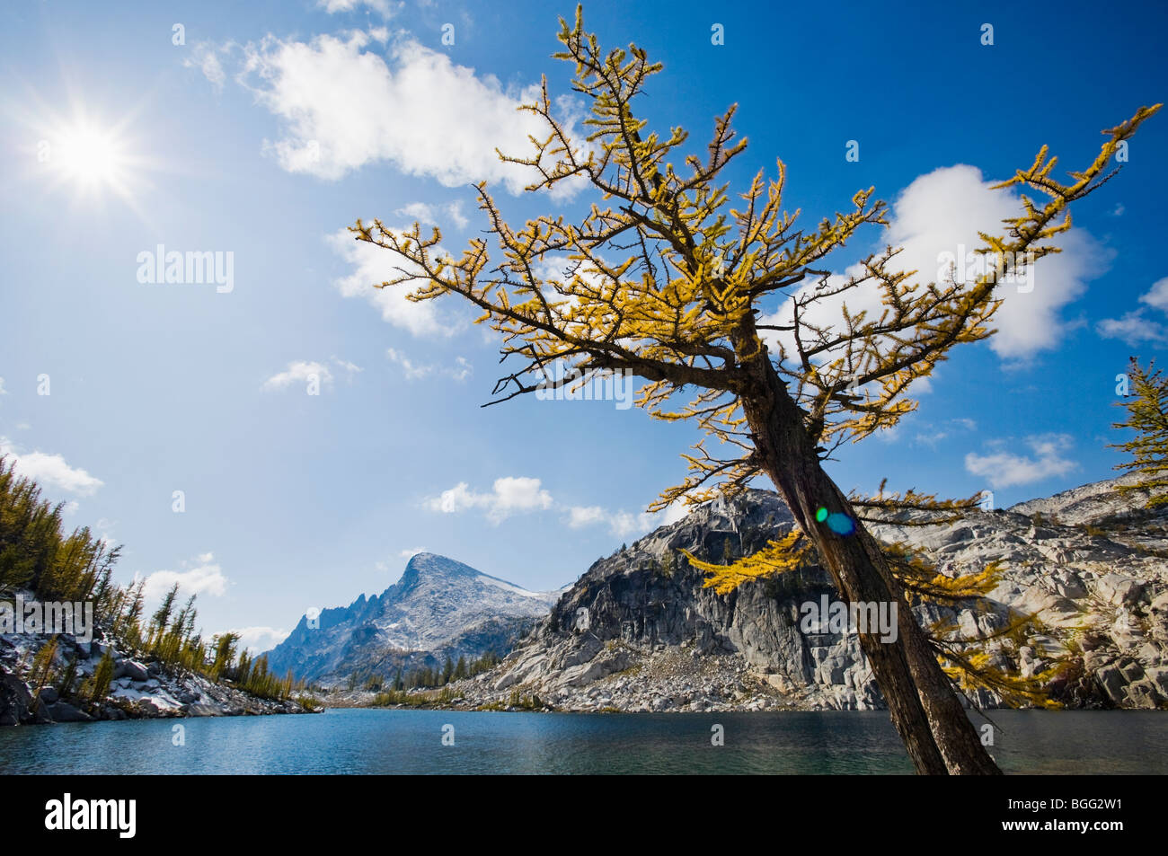 A Larch tree in Autumn next to Perfection lake with Little Annapurna in ...