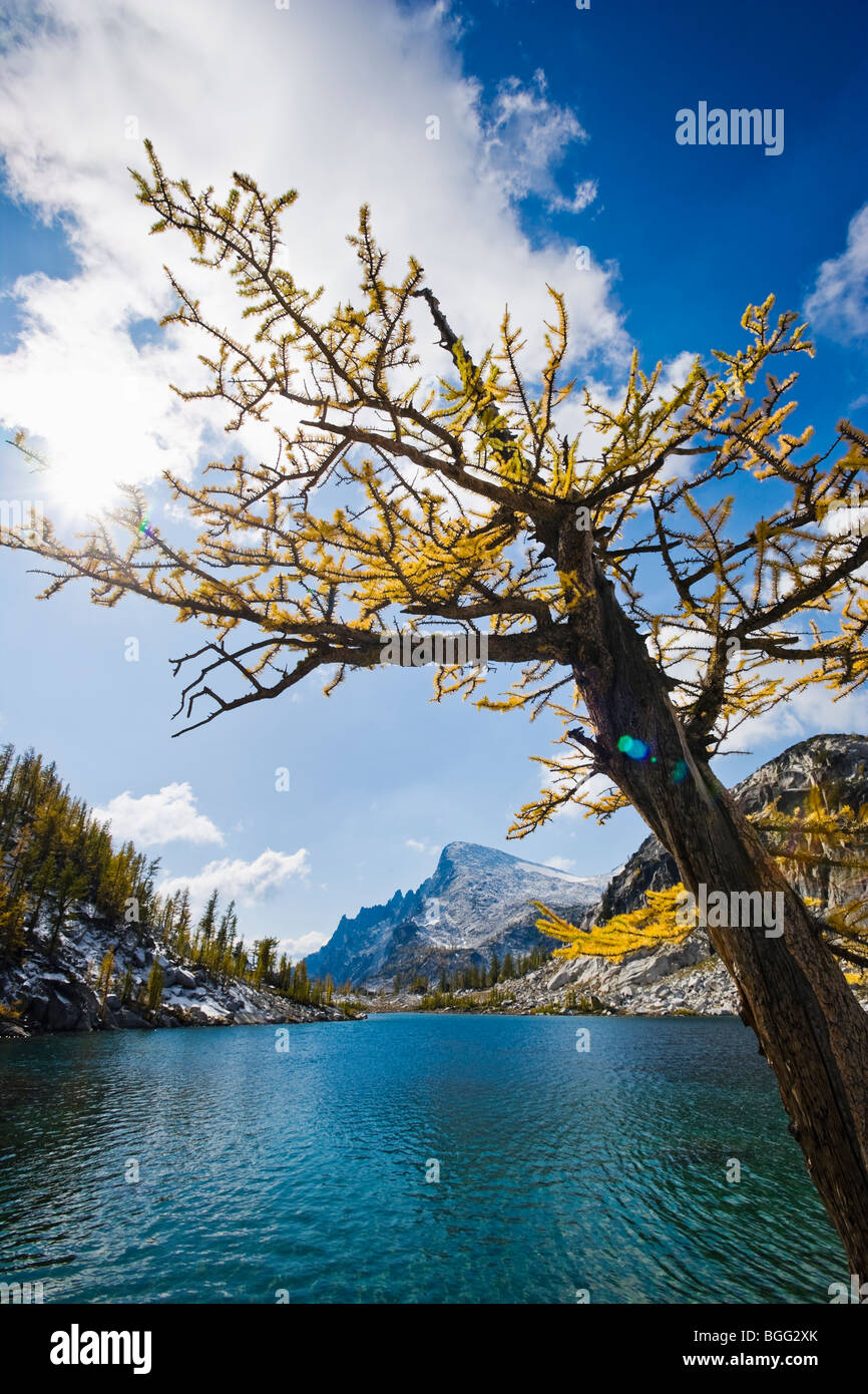 A Larch tree in Autumn next to Perfection lake with Little Annapurna in ...