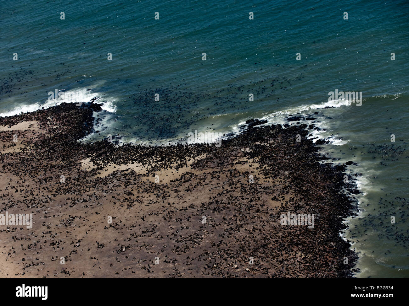 Cape Cross fur seal colony (Aerial) Namibia Stock Photo