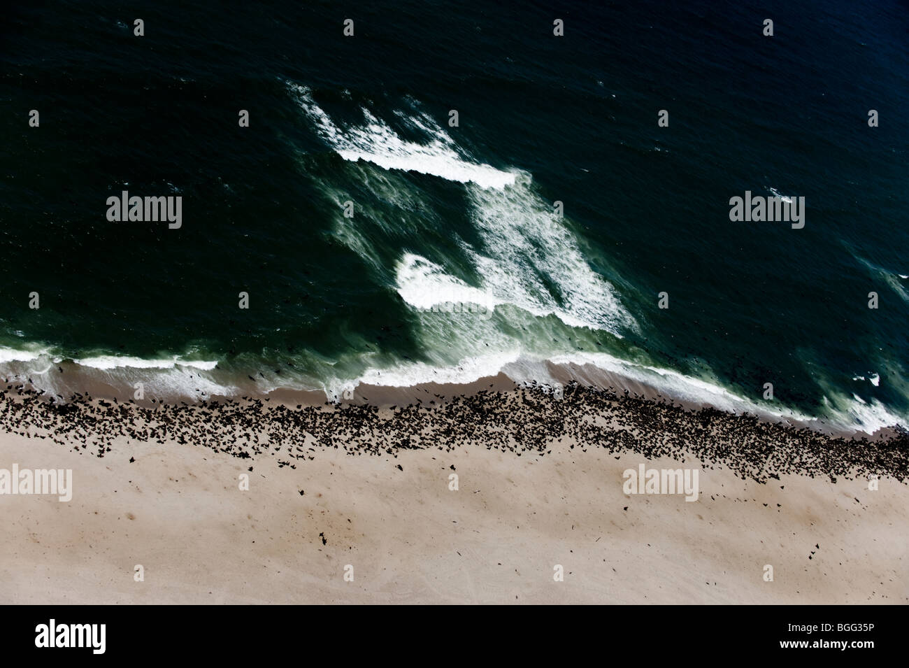 Cape Cross fur seal colony (Aerial) Namibia Stock Photo