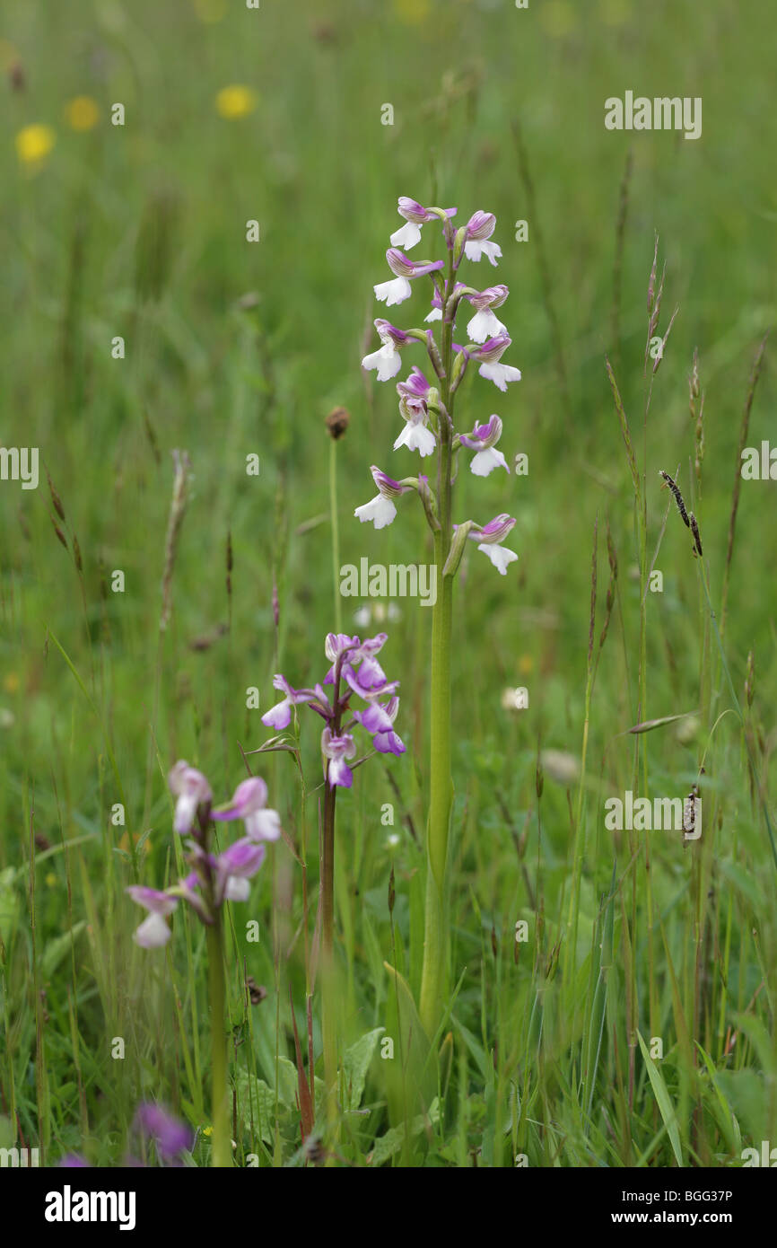 Green winged Orchid Orchis Morio flower spikes at Hardington Moor reserve in Somerset Stock Photo