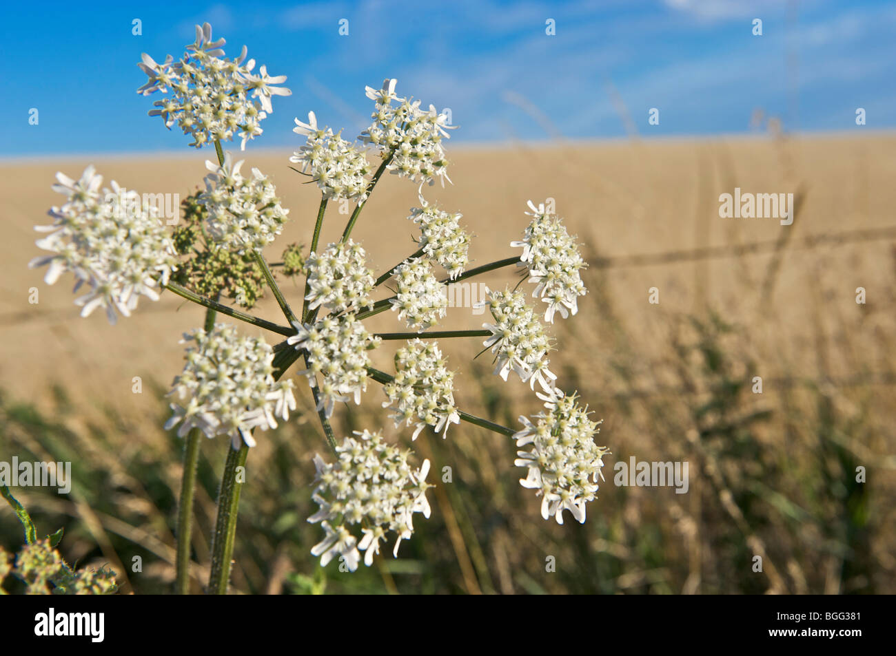 Cow Parsley, Anthriscus Sylvestris, East Sussex Stock Photo