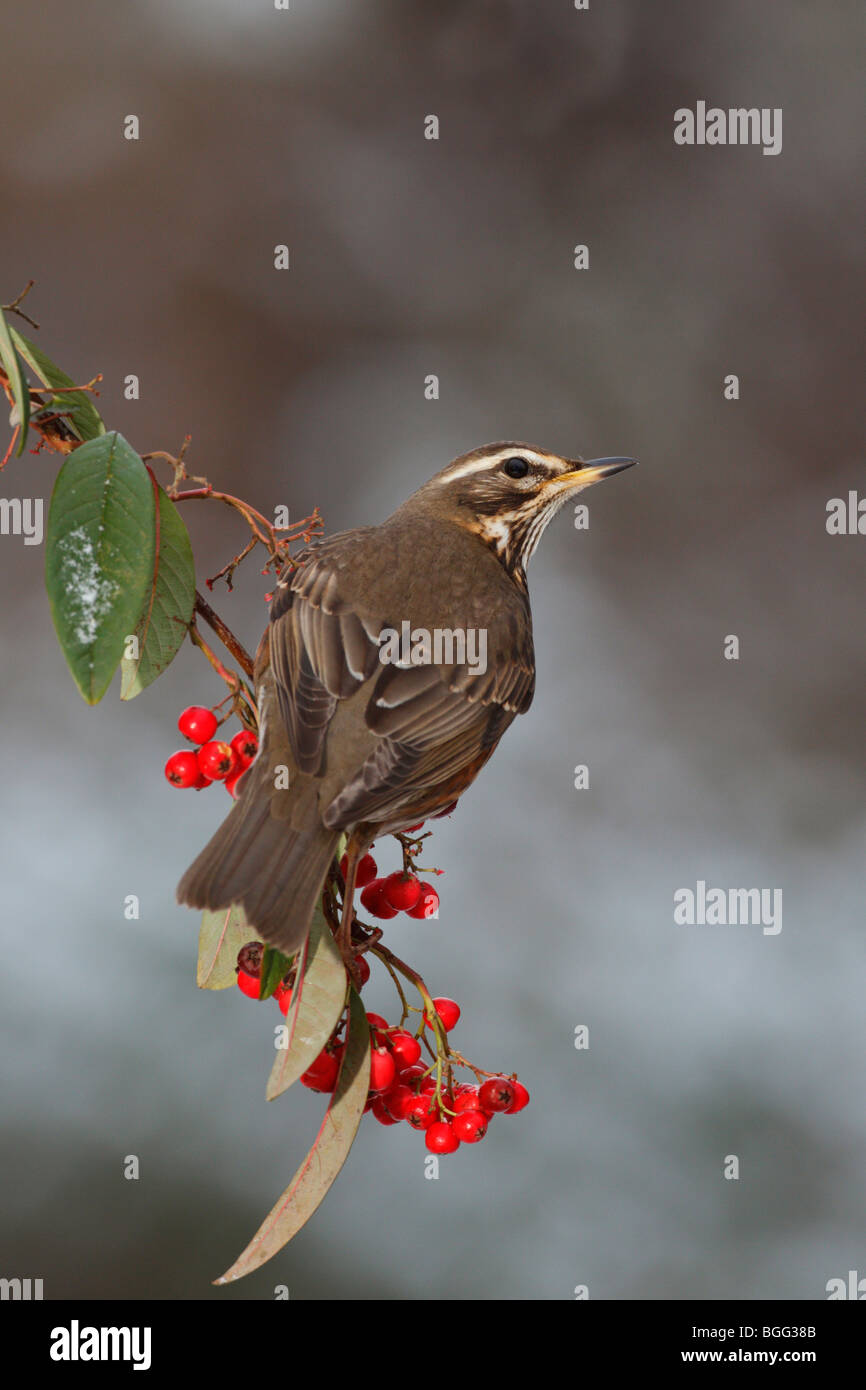 Redwing Turdus iliacus on Cotoneaster Berry's Stock Photo