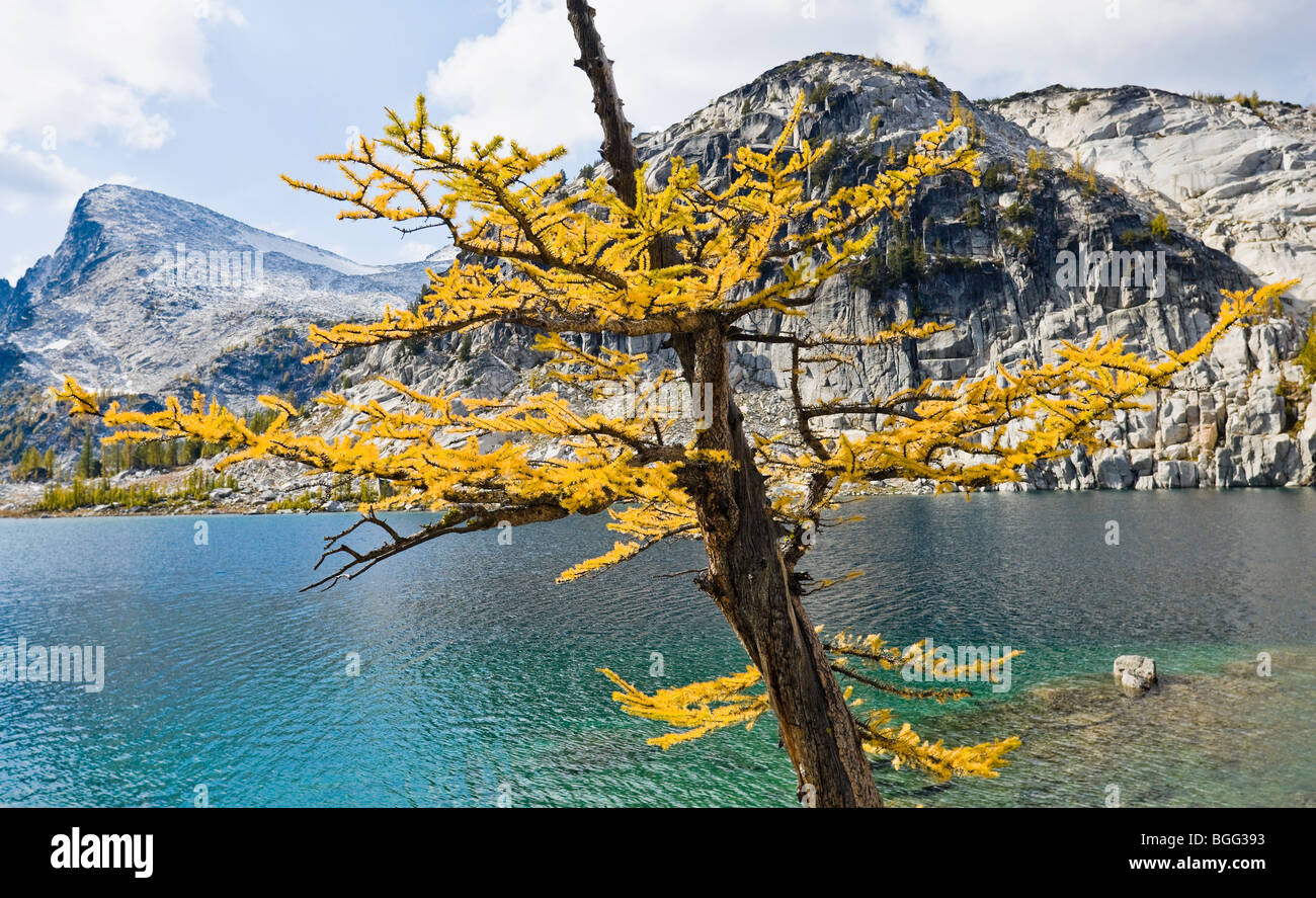 A Larch tree in Autumn next to Perfection lake with Little Annapurna in ...