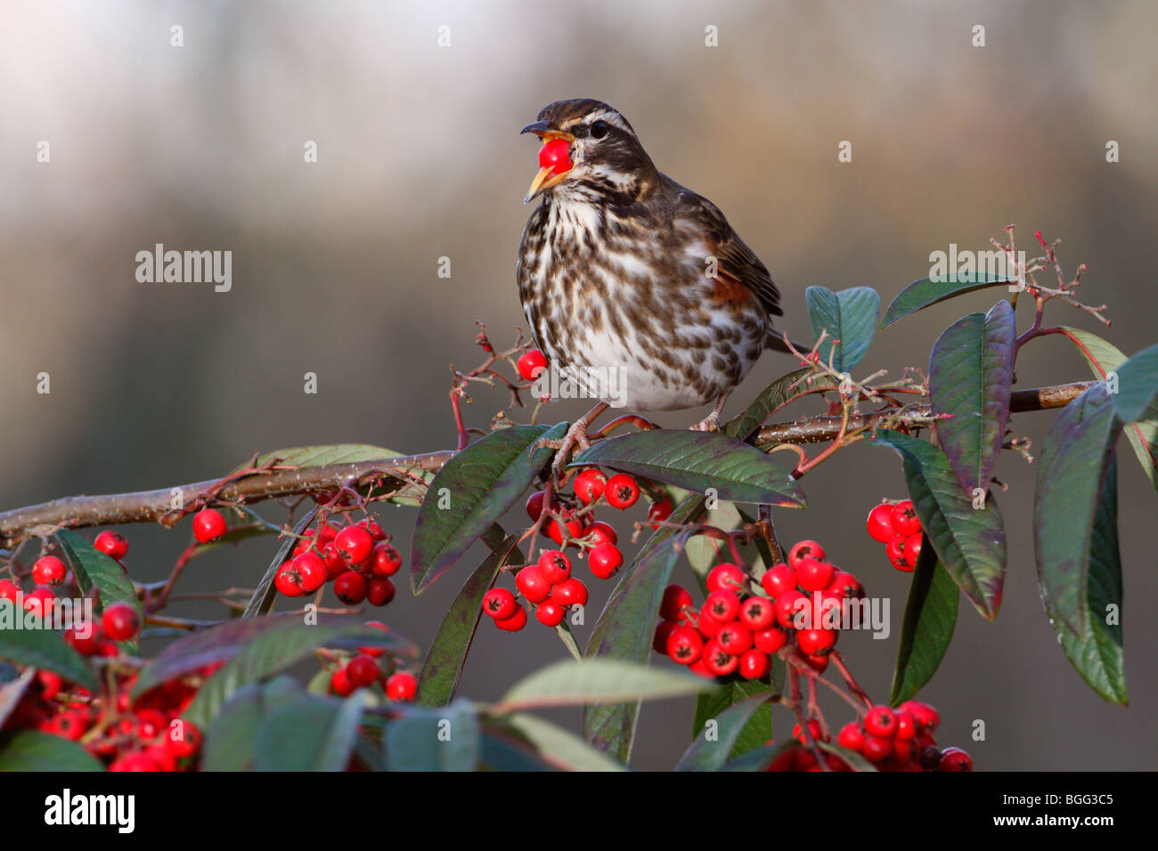 Redwing Turdus iliacus eating Cotoneaster Berry Stock Photo