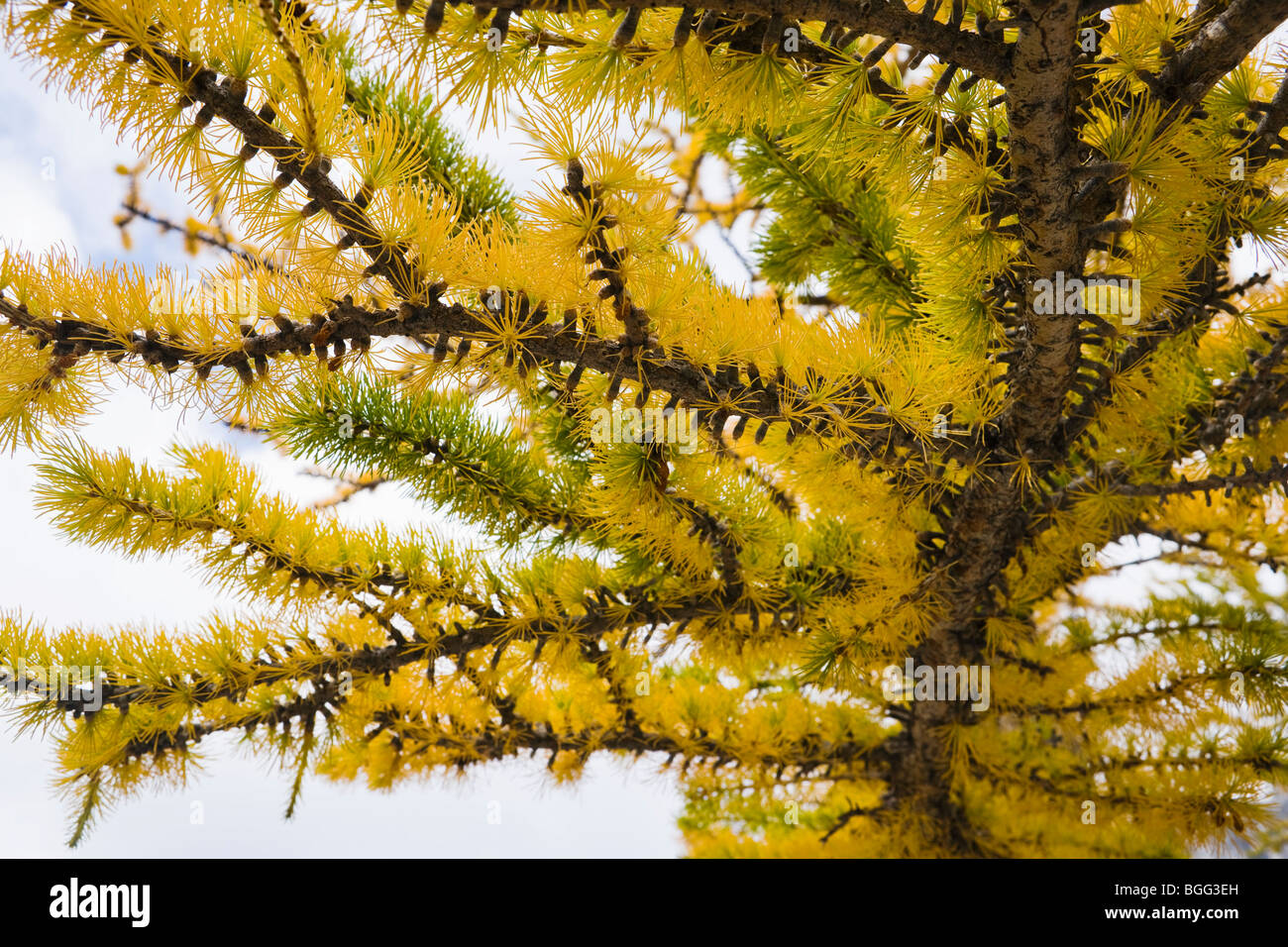 Close up of larch tree branches hi-res stock photography and images - Alamy