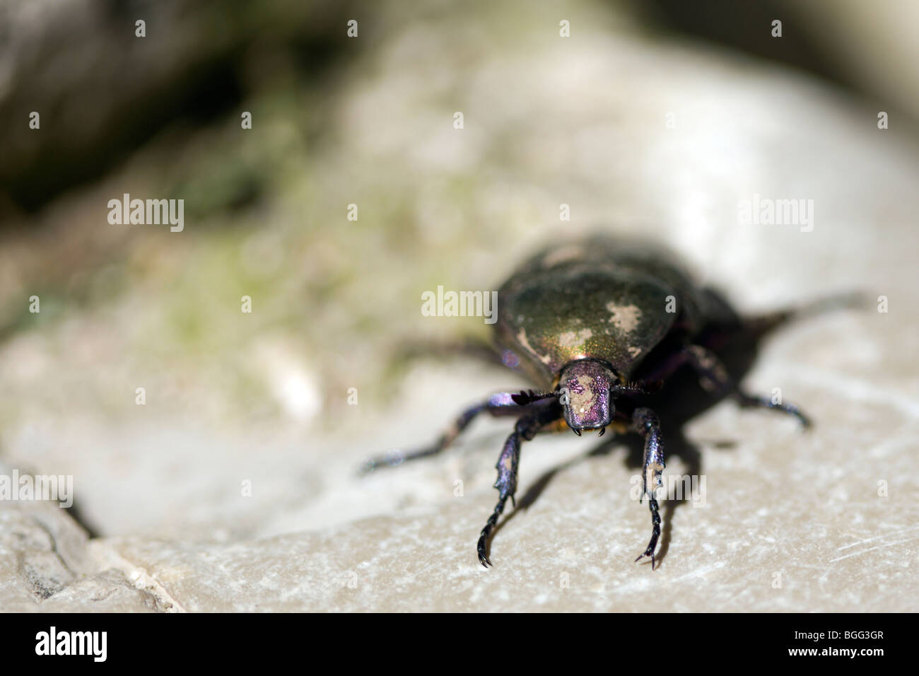 A closeup of a beetle Stock Photo