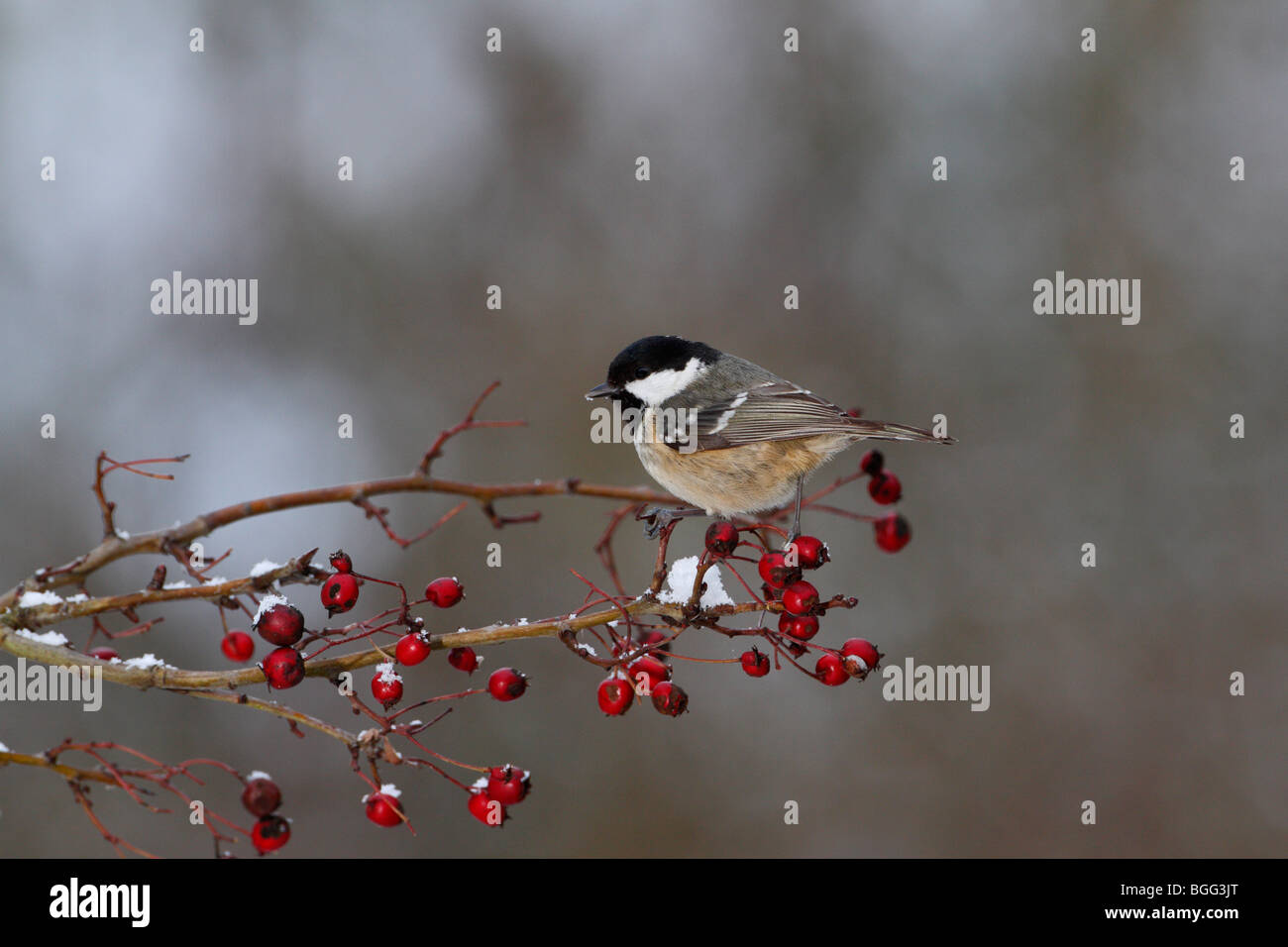 Coal Tit  Periparus ater on hawthorne berry's Stock Photo