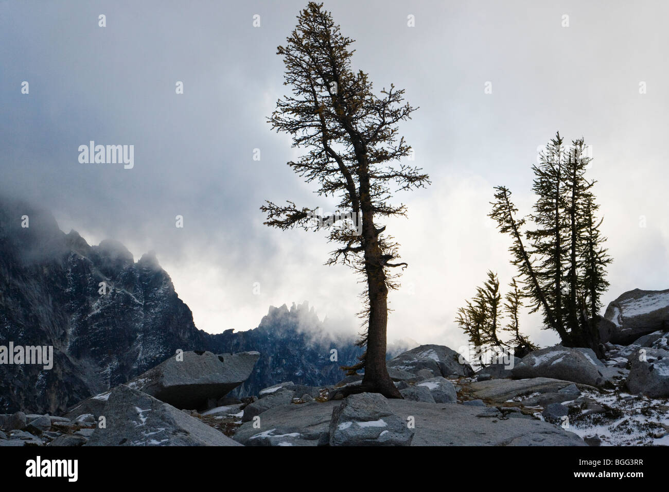 Larch trees and low clouds in the Enchantment Lakes Wilderness Area ...