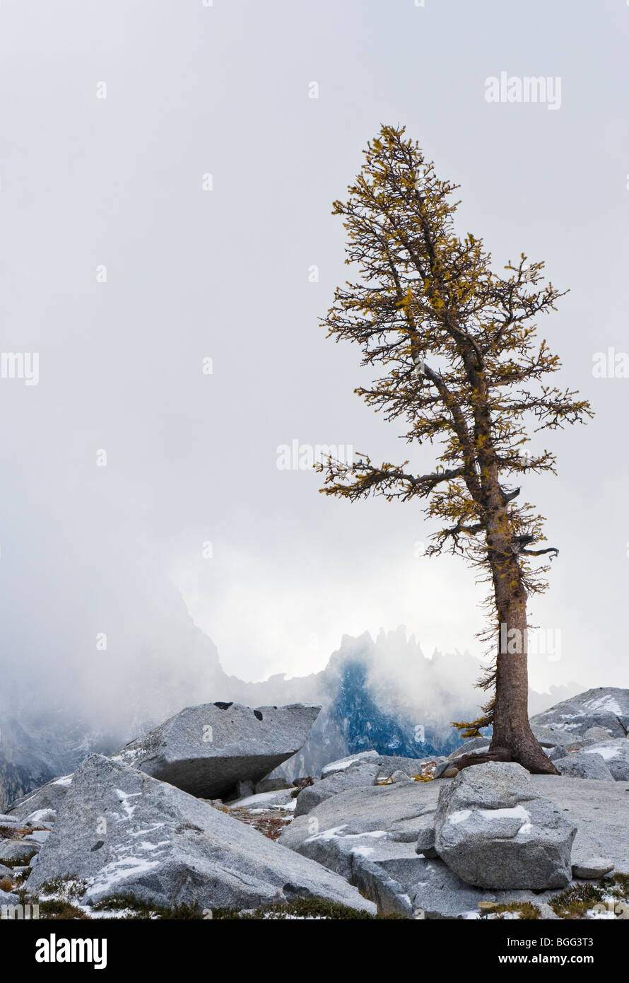 A Larch tree and low clouds in the Enchantment Lakes Wilderness Area ...