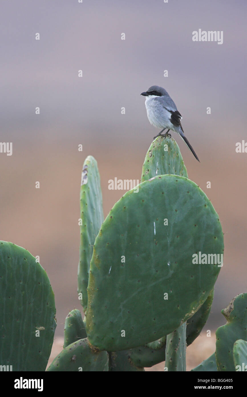 Southern Grey Shrike Lanius meridionalis perched on cactus at El Cotillo, Fuerteventura in January. Stock Photo