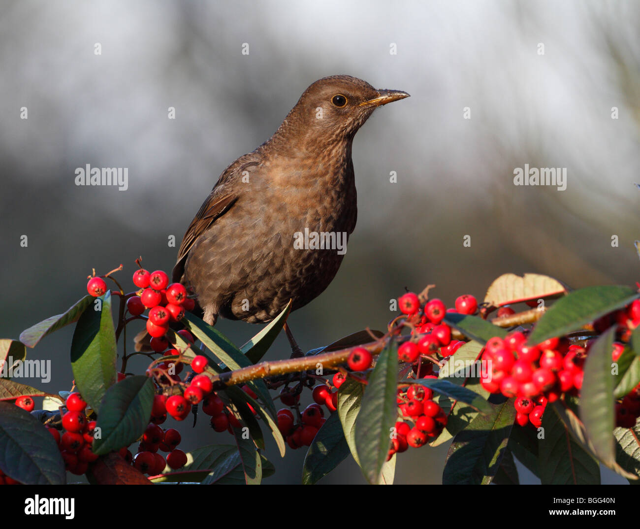 Blackbird Turdus merula on Cotoneaster berry's Stock Photo