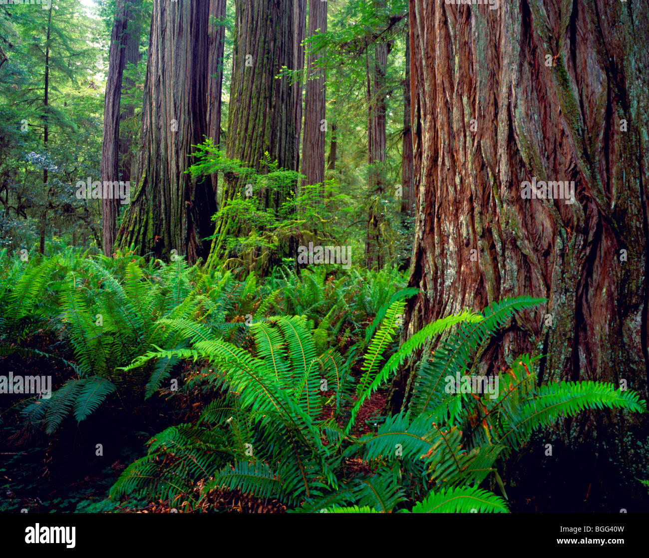 CALIFORNIA - Redwood trees along the Simpson-Reed Trail in Jedediah Smith Redwoods State Park. Stock Photo