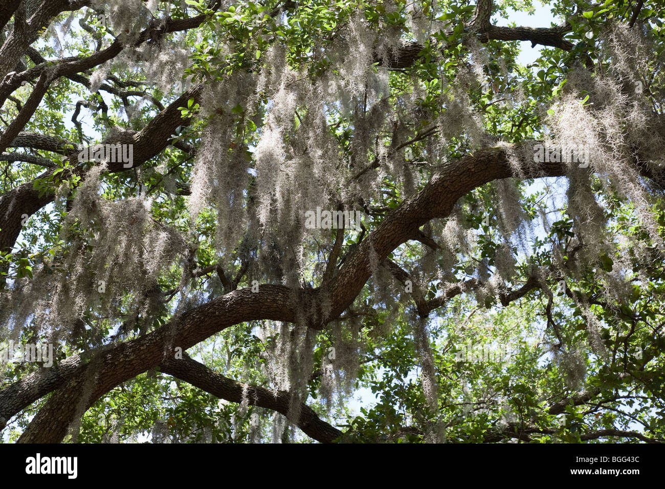 Spanish Moss on live oak in Savannah Stock Photo Alamy