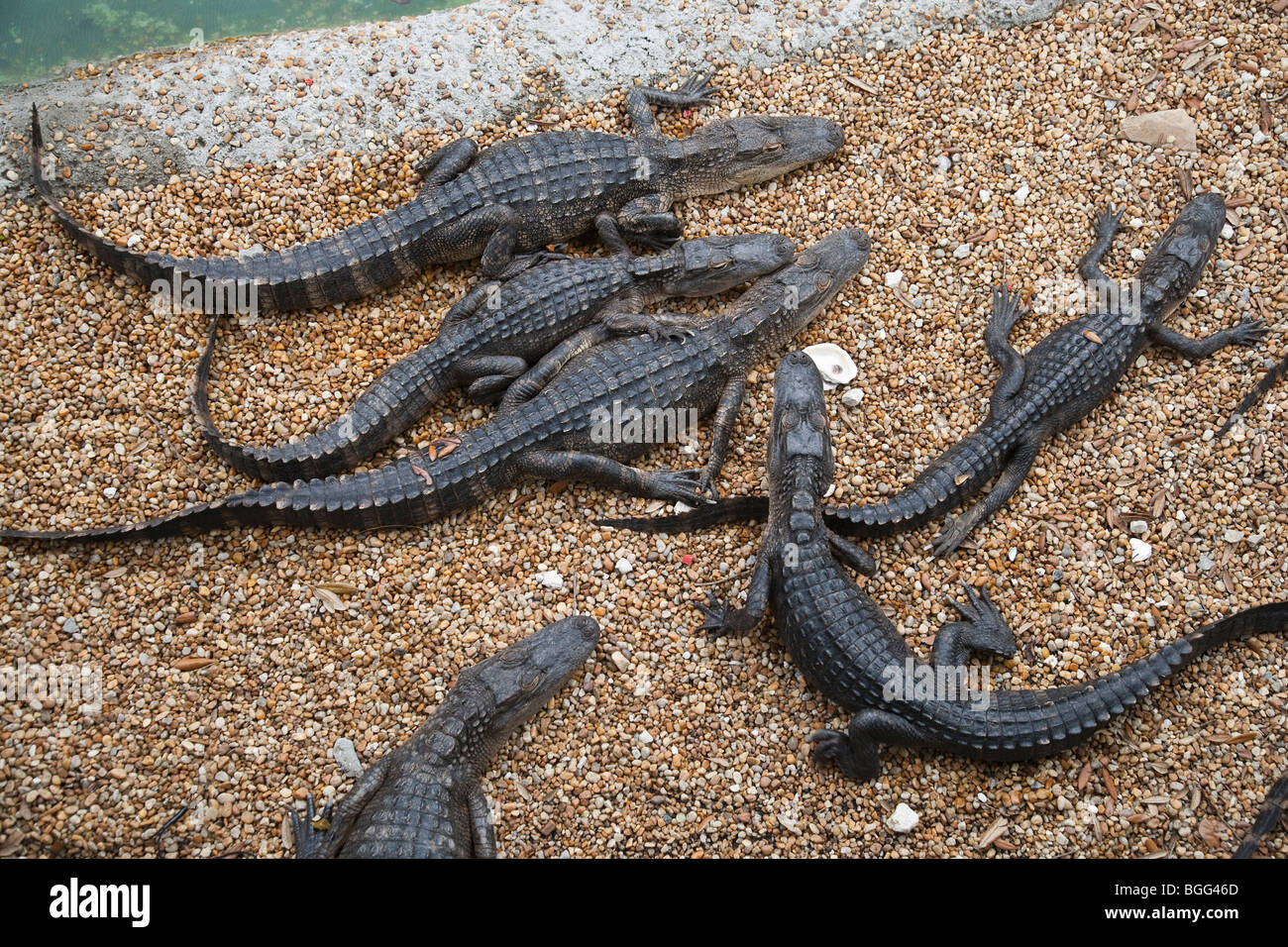 Alligators at reptile farm Stock Photo Alamy