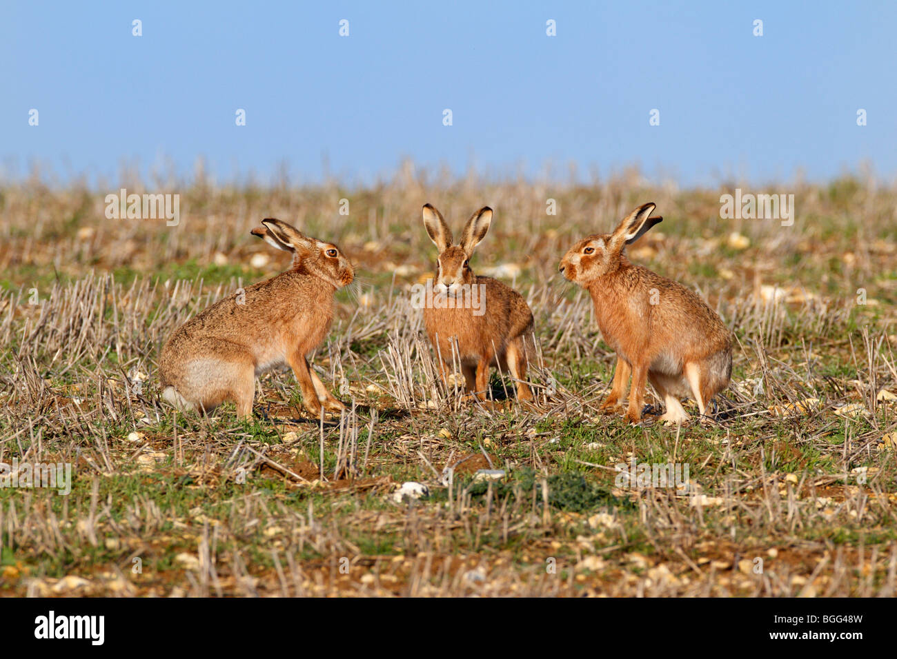 Brown Hares Lepus capensis running action group Stock Photo