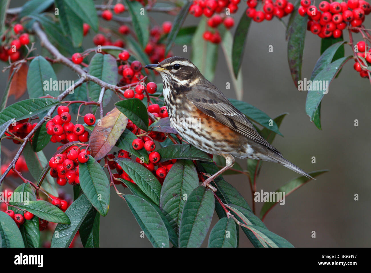 Redwing Turdus iliacus on Cotoneaster Stock Photo