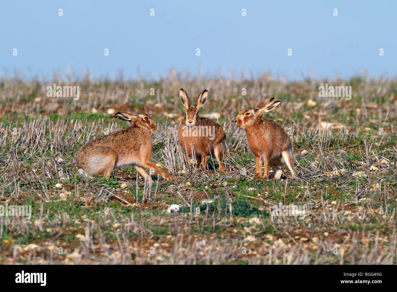 Brown Hares Lepus capensis running action group Stock Photo