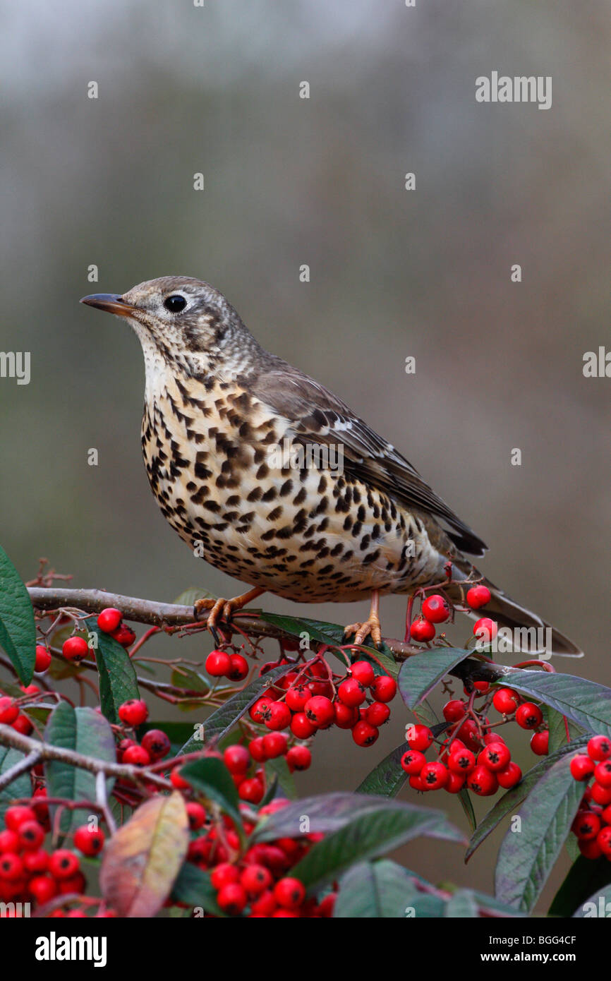 Mistle Thrush Turdus viscivorus Cotoneaster  berry Stock Photo