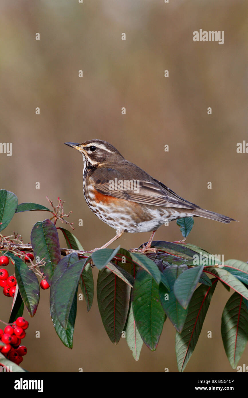 Redwing Turdus iliacus on Cotoneaster Stock Photo