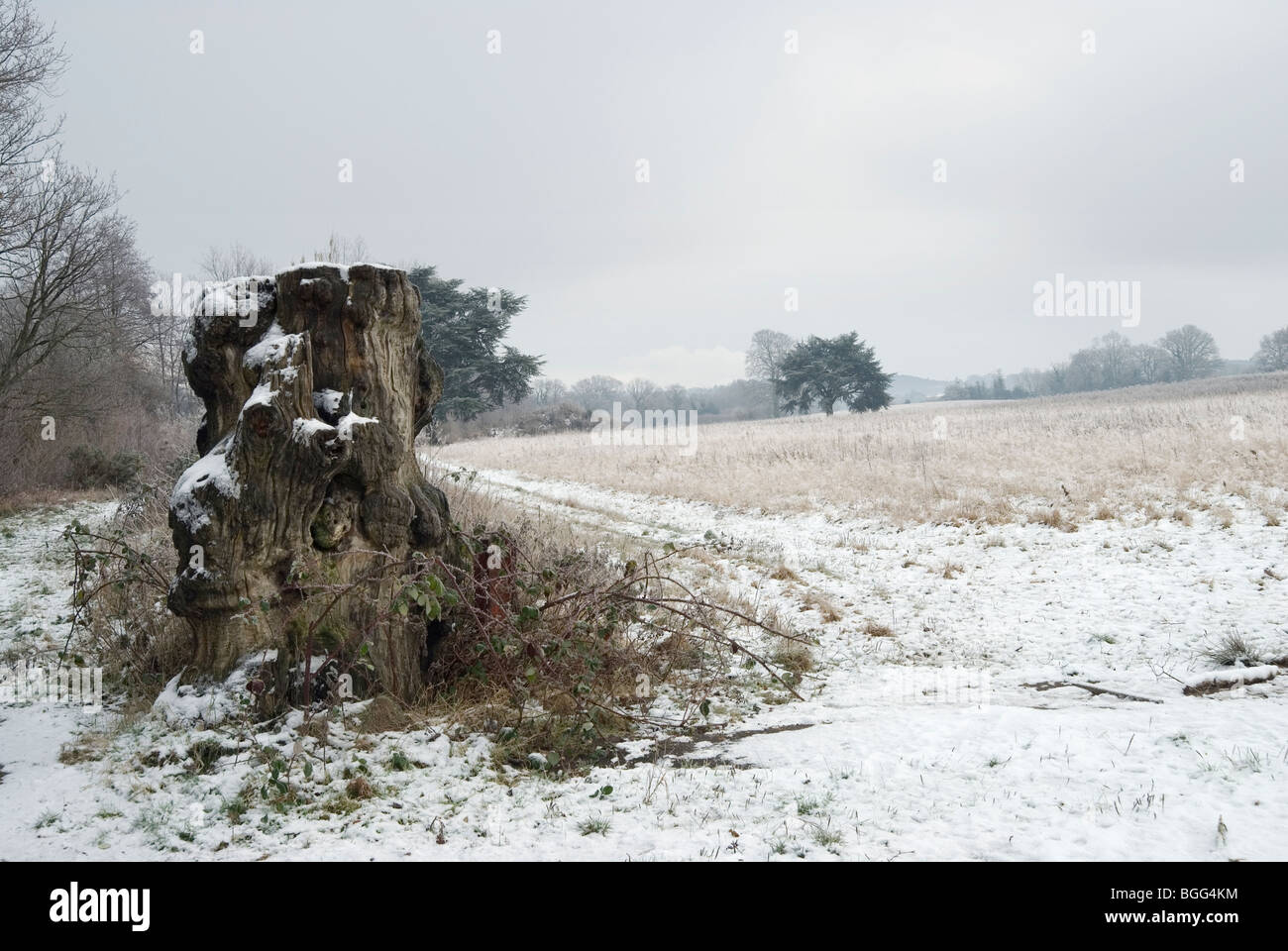 Scenic landscape of farmland in Hampshire with large old tree stump surround by snow Stock Photo
