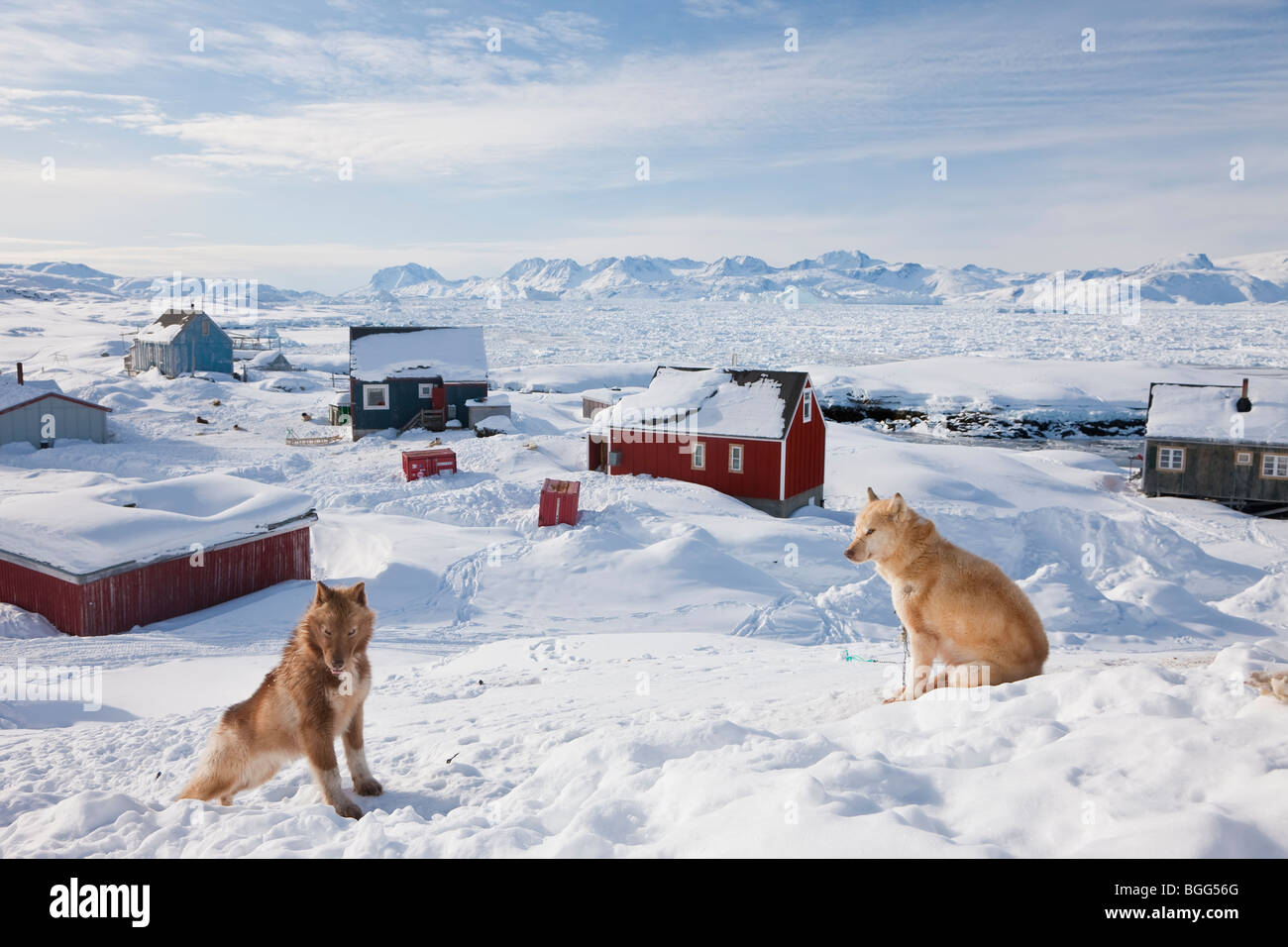 Huskies, Tiniteqilaq in winter, E. Greenland Stock Photo