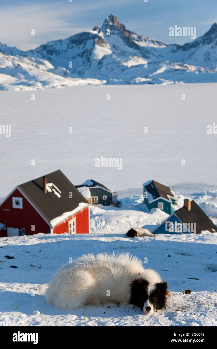 Huskies,Tasiilaq, Greenland, winter Stock Photo