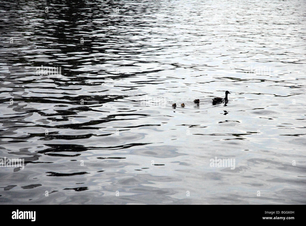 Ducklings Stock Photo