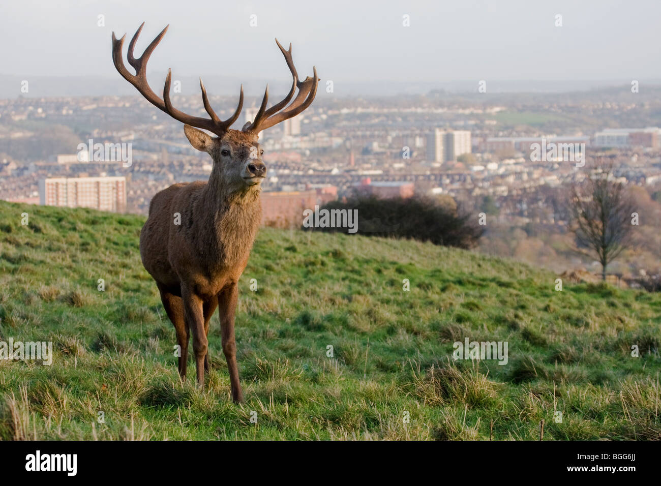 Red Deer stag Cervus elaphus in Ashton Court park Bristol with a backdrop of the city Stock Photo