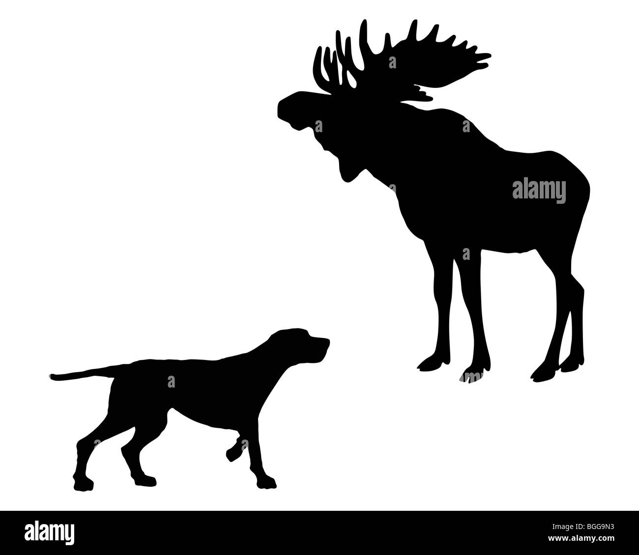 Two animals, setter and moose meet face to face Stock Photo - Alamy