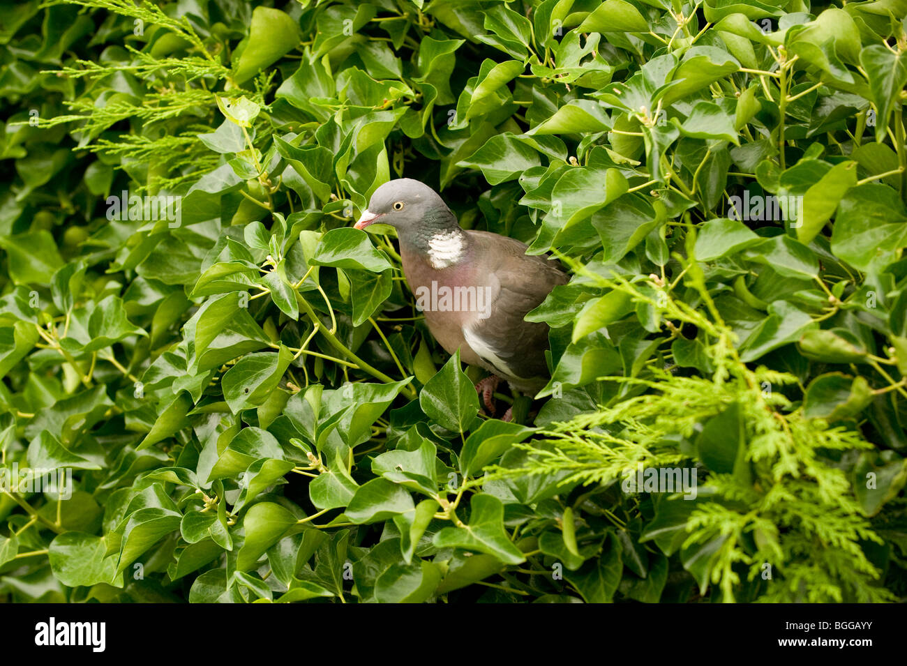 Wood pigeon emerging from nest in ivy hedge. Stock Photo