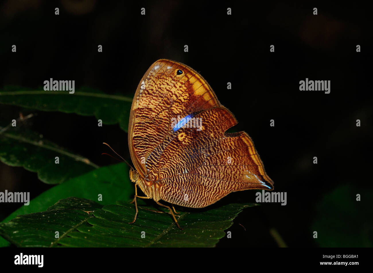 Actorion Owlet Butterfly (Bia actorion) resting on leaf, Alta Floresta, Brazil. Stock Photo