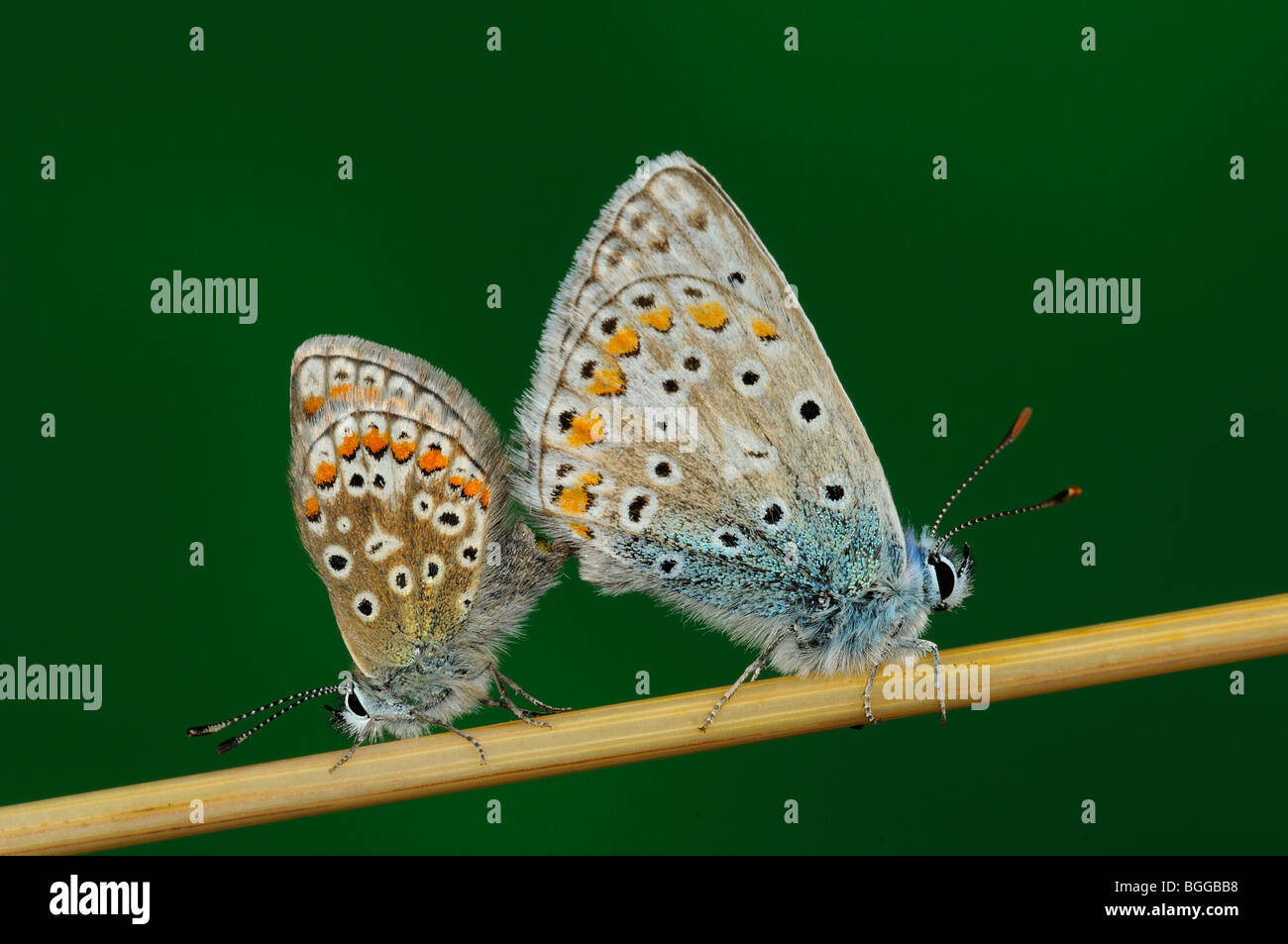 Common Blue (Polyommatus icarus) butterfly, pair mating on grass stem ...