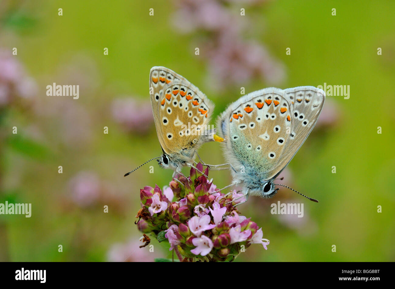 Common Blue Butterfly (Polyommatus icarus) pair mating on marjoram