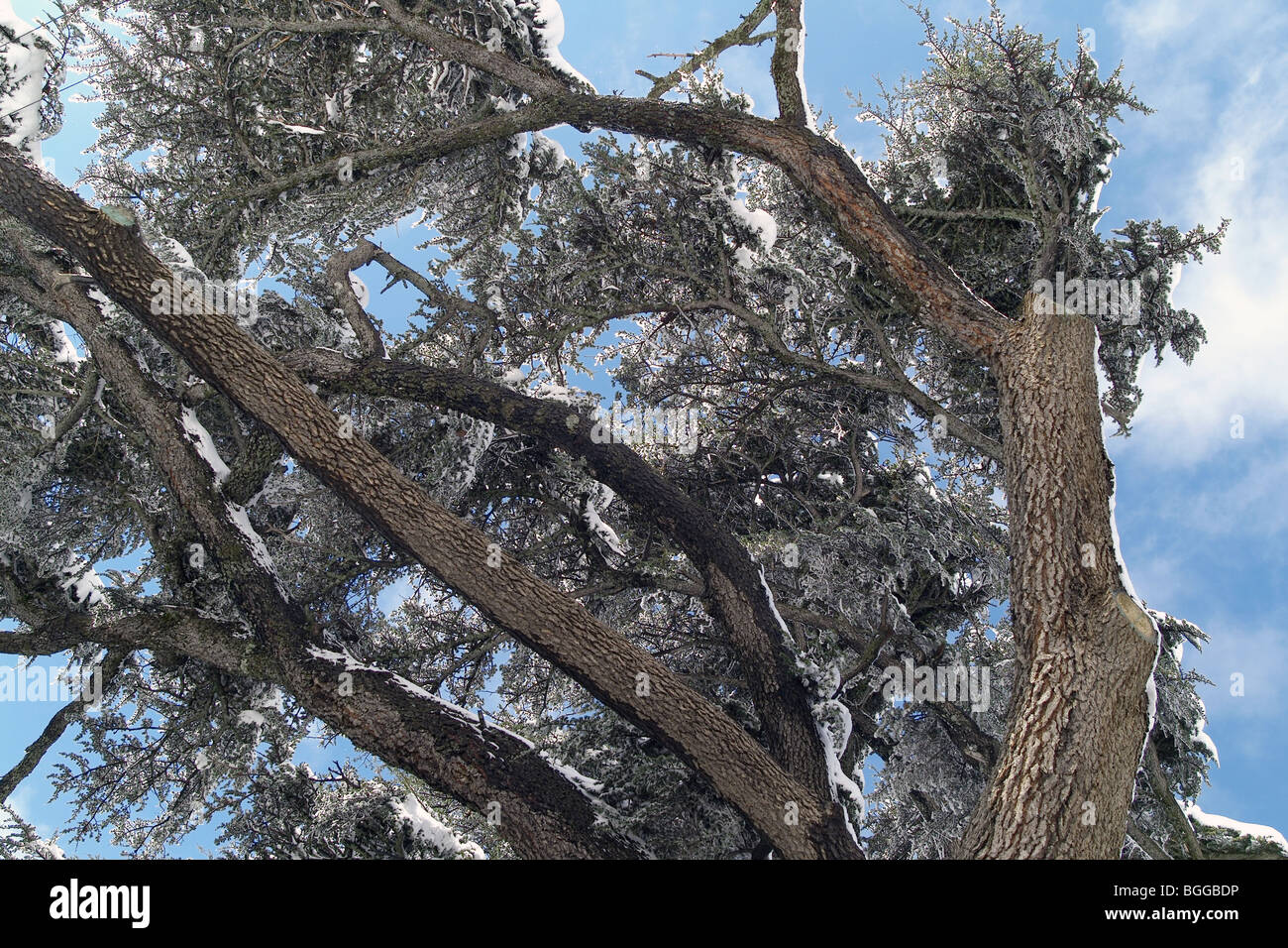 Detail of a snow covered Cedar of Lebanon tree Stock Photo - Alamy