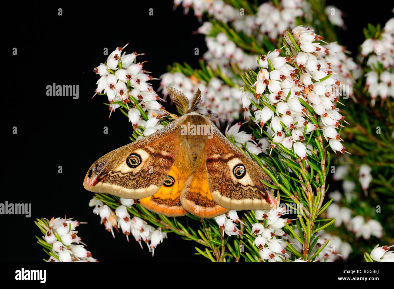 Emperor Moth (Saturnia pavonia) male resting on heather, Yorkshire, UK ...